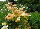 acer palm. Sango-kaku