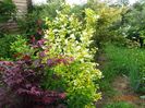 philadelphus Aureus