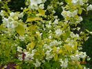 philadelphus Aureus