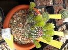 Echinocereus viridiflorus