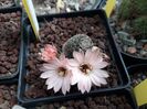 Mediolobivia sp