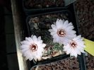 Mediolobivia  sp