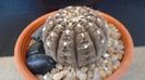 Gymnocacalycium ragonesei
