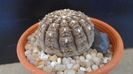 Gymnocacalycium ragonesei