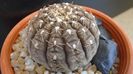 Gymnocacalycium ragonesei