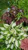 Hosta variegata si heuchera MeltinFire