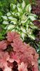 Heuchera Carnival Watermelon si Hosta variegata