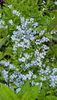 Myosotis
