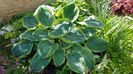 Hosta Christmas Tree