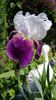 Fragrant