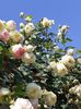 20200531_111038(0)
