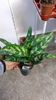 Aglaonema