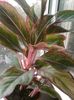 Aglaonema crete