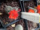 Rebutia bruneoradicata