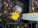 Sulcorebutia langerii