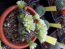Echinocereus viridiflorus