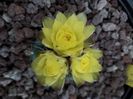 Gymnocalycium Andreae