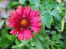 Gaillardia