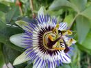 Passiflora