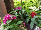 Pentas
