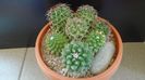 Mammillaria polythele cv. Stachellos & polythele ssp. durispina in aceeasi colonie