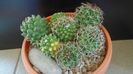 Mammillaria polythele cv. Stachellos & polythele ssp. durispina in aceeasi colonie