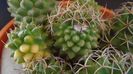 Mammillaria polythele cv. Stachellos & polythele ssp. durispina in aceeasi colonie