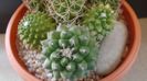 Mammillaria polythele cv. Stachellos & polythele ssp. durispina in aceeasi colonie