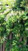 Lonicera japonica(mirele si mireasa)