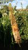 eremurus robustus