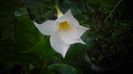 Mandevilla,primii pasi in aer liber