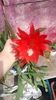 Epiphyllum red