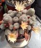 Aylostera(rebutia) heliosa