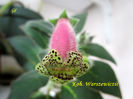 Kohleria Warszewiczii1(6-06-2020)