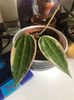 Hoya Macrophylla