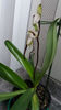 Paphiopedilum philippinense