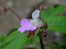 Impatiens glandulifera