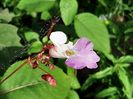 Impatiens glandulifera