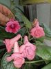 Sinningia MG's Naswa