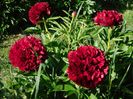 Red grace