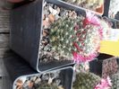 Mammillaria zeilmaniana