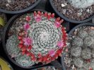 Mammillaria sp flori si fructem