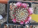 Mammillaria zeilmaniana