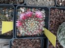 Mammillaria zeilmaniana