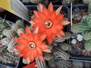 Chamacereus silvestrii