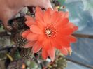 Chamaelobivia sp flori rosii