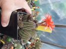 Chamaelobivia sp flori rosii