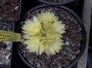 Gymnocalycium Andreae  P213 North population Los Gigantes