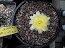 Gymnocalycium Andreae