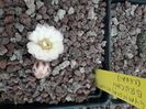 Gymnocalycium bruchii